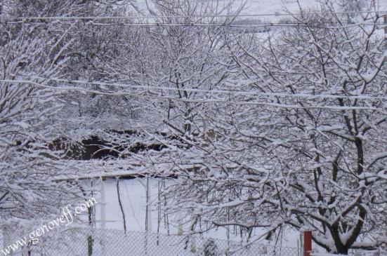 зимна красота