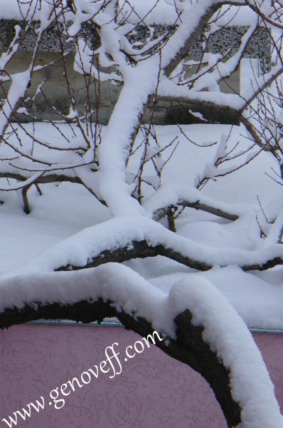 дървото у нас